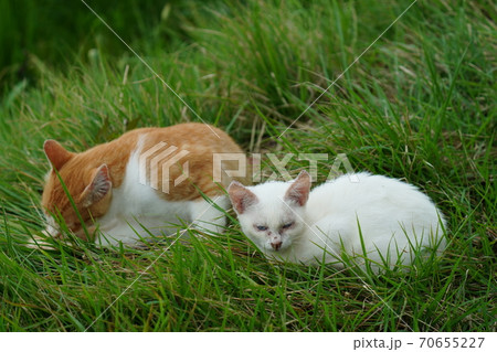 まったくの赤の他人の若い野良猫茶白お兄ちゃんに見守られて元気に生きる捨て猫の子猫 70655227
