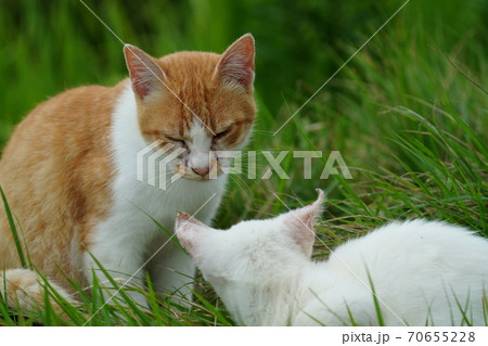 まったくの赤の他人の若い野良猫茶白お兄ちゃんに見守られて元気に生きる捨て猫の子猫 まったくの赤の他人の若い野良猫茶白お兄ちゃんに見守られて元気に生きる捨て猫の子猫 70655228
