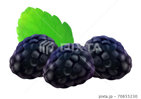 ブラックベリーのイラスト素材