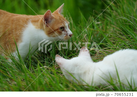 まったくの赤の他人の若い野良猫茶白お兄ちゃんに見守られて元気に生きる捨て猫の子猫 まったくの赤の他人の若い野良猫茶白お兄ちゃんに見守られて元気に生きる捨て猫の子猫 70655231
