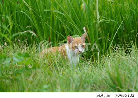 まったくの赤の他人の若い野良猫茶白お兄ちゃんに見守られて元気に生きる捨て猫の子猫 70655232