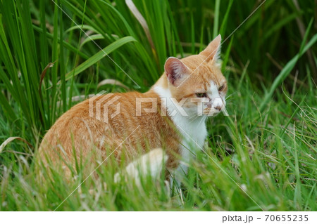 まったくの赤の他人の若い野良猫茶白お兄ちゃんに見守られて元気に生きる捨て猫の子猫 まったくの赤の他人の若い野良猫茶白お兄ちゃんに見守られて元気に生きる捨て猫の子猫 70655235
