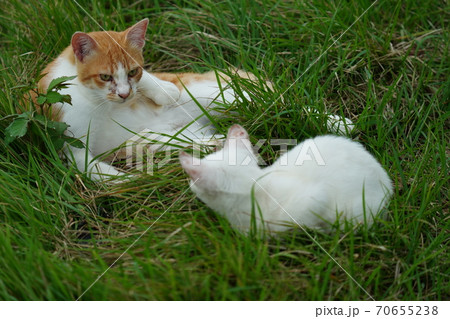 まったくの赤の他人の若い野良猫茶白お兄ちゃんに見守られて元気に生きる捨て猫の子猫 まったくの赤の他人の若い野良猫茶白お兄ちゃんに見守られて元気に生きる捨て猫の子猫 70655238