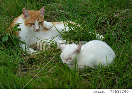 まったくの赤の他人の若い野良猫茶白お兄ちゃんに見守られて元気に生きる捨て猫の子猫 70655240