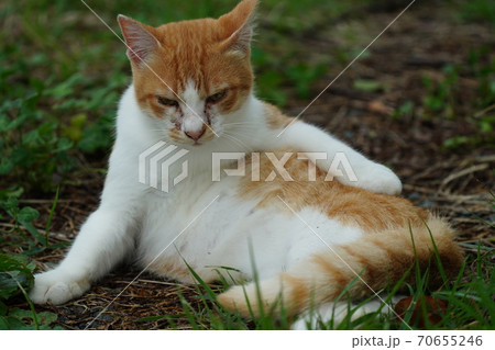 まったくの赤の他人の若い野良猫茶白お兄ちゃんに見守られて元気に生きる捨て猫の子猫 70655246