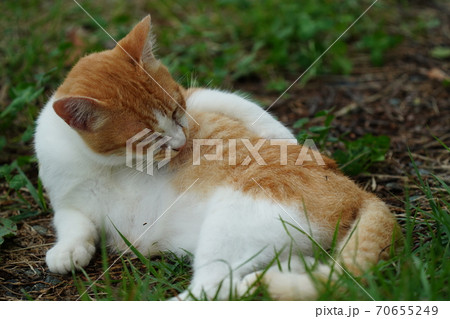 まったくの赤の他人の若い野良猫茶白お兄ちゃんに見守られて元気に生きる捨て猫の子猫 まったくの赤の他人の若い野良猫茶白お兄ちゃんに見守られて元気に生きる捨て猫の子猫 70655249