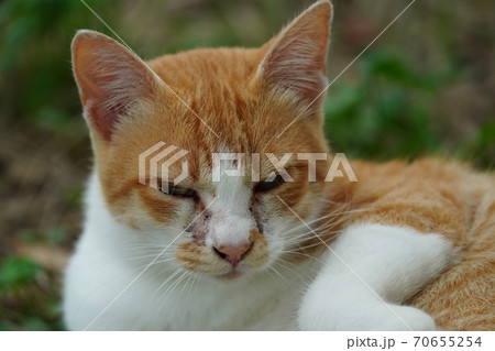 まったくの赤の他人の若い野良猫茶白お兄ちゃんに見守られて元気に生きる捨て猫の子猫 70655254