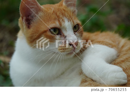 まったくの赤の他人の若い野良猫茶白お兄ちゃんに見守られて元気に生きる捨て猫の子猫 70655255