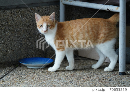 まったくの赤の他人の若い野良猫茶白お兄ちゃんに見守られて元気に生きる捨て猫の子猫 まったくの赤の他人の若い野良猫茶白お兄ちゃんに見守られて元気に生きる捨て猫の子猫 70655259
