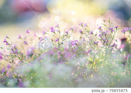 キラキラした花の写真素材