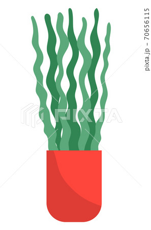 Decorative green plant with long leaves in ceramic pot, pot with houseplant. Home interior plant 70656115