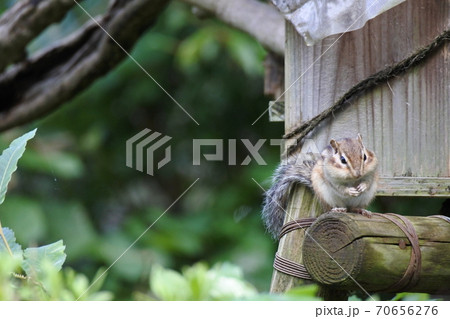冬眠の仕度するシマリス 70656276