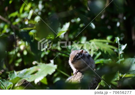 冬眠の仕度するシマリス 70656277