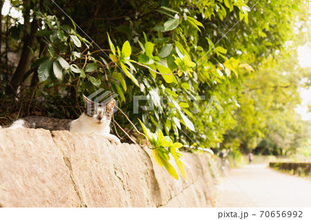 散歩中に猫と目が合う 散歩中に猫と目が合う 70656992