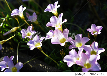 オキザリス・ペンタフィラ 70657547