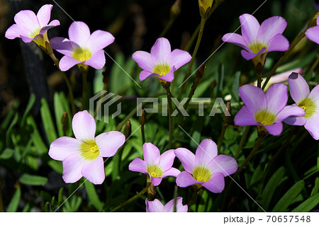 オキザリス・ペンタフィラ 70657548