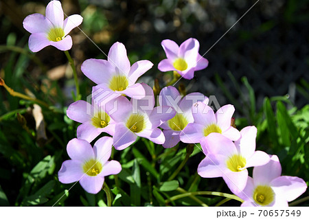 オキザリス・ペンタフィラ 70657549