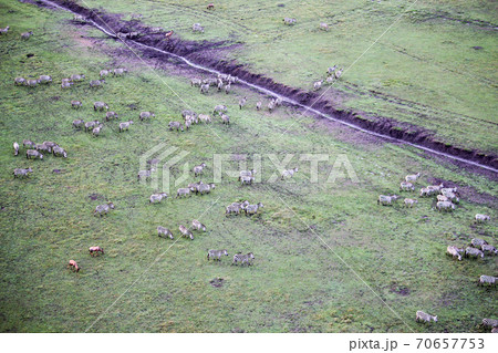 6月のケニアマサイマラ国立公園 気球から空撮したサバンナのシマウマ群 6月のケニアマサイマラ国立公園 気球から空撮したサバンナのシマウマ群 70657753