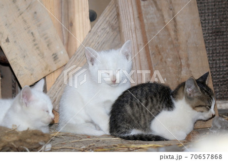 微笑む白い子猫とキジ猫の写真素材