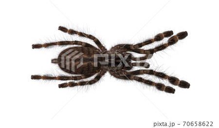Indian ornamental tarantula on white 70658622