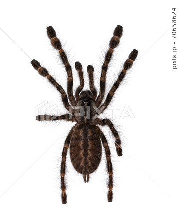 Indian ornamental tarantula on white 70658624