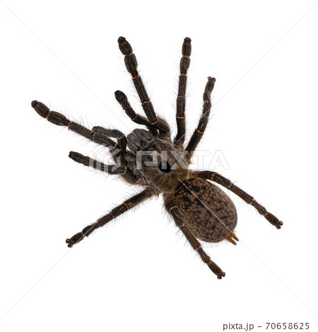 Horned baboon tarantula on white 70658625