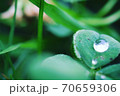 雨上がりのしずく 70659306