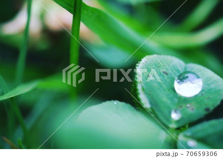 雨上がりのしずく 雨上がりのしずく 70659306