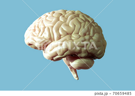 3D rendering illustration warm white glossy brain on blue BG 70659485