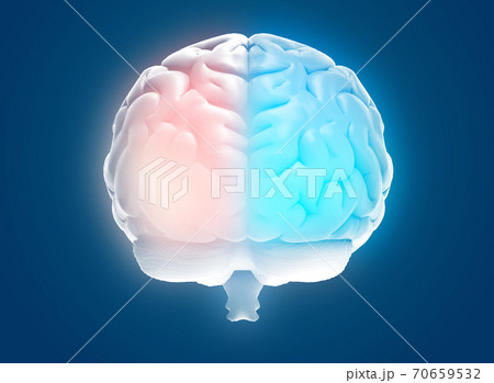 3D rendering hemispheres left and right cerebral brain on blue BG 70659532
