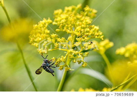 横から見たルリモンハナバチ（ブルービー） 70659689