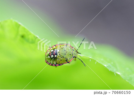 背中の柄が綺麗な虫 カメムシと白菜の葉 の写真素材