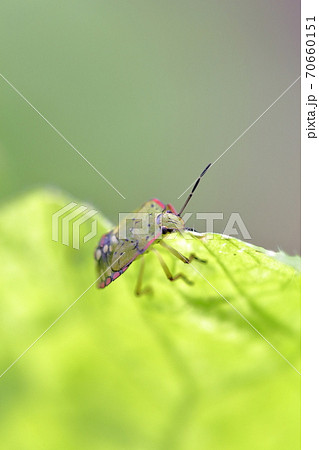 白菜の葉を食べるカメムシ 白菜の葉を食べるカメムシ 70660151