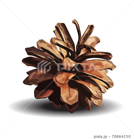 Brown pine cone. Vector illustration isolated on white 70664250