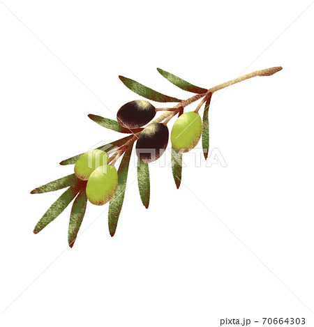 実と葉っぱのついたオリーブの枝のイラスト素材