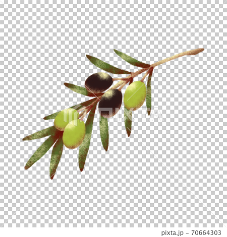 Olive branch with fruits and leaves - Stock Illustration [70664303] - PIXTA