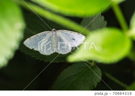White-pinion spotted(Lomographa bimaculata) 70664319