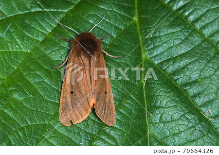 Ruby tiger (Phragmatobia fuliginosa) Ruby tiger (Phragmatobia fuliginosa) 70664326