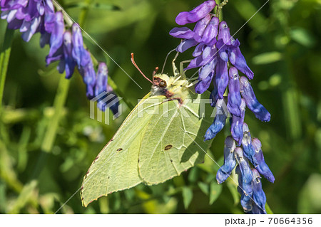 Common brimstone (Gonepteryx rhamni) 70664356