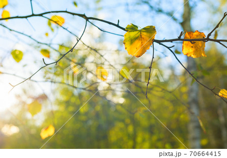 Autumn birch tree leaves sunlight Autumn birch tree leaves sunlight 70664415