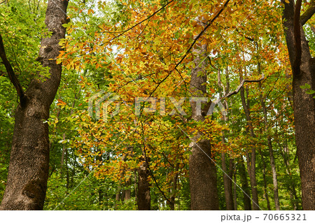 deciduous forest with old trees in early autumn 70665321