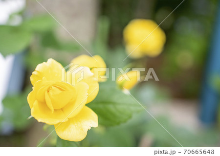 薔薇 黄色 薔薇 黄色 70665648