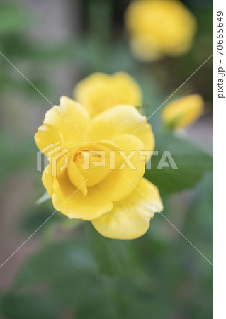 薔薇 黄色 薔薇 黄色 70665649