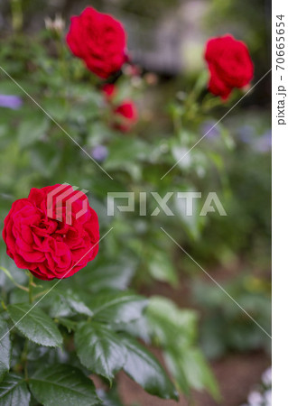 薔薇　赤 70665654