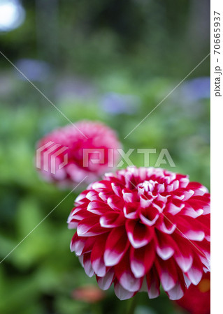 ダリア ダリア 70665937