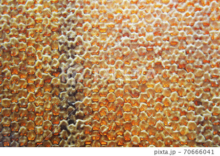 Drop of bee honey drip from hexagonal honeycombs Drop of bee honey drip from hexagonal honeycombs 70666041