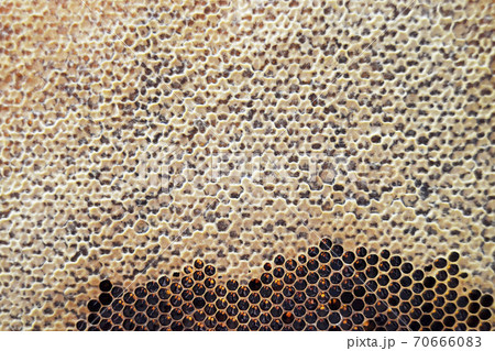 Drop of bee honey drip from hexagonal honeycombs Drop of bee honey drip from hexagonal honeycombs 70666083