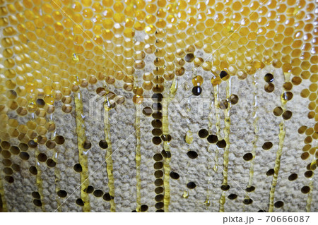 Drop of bee honey drip from hexagonal honeycombs Drop of bee honey drip from hexagonal honeycombs 70666087