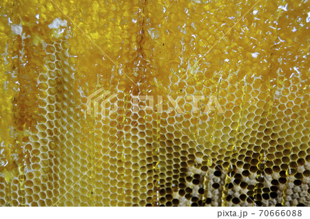 Drop of bee honey drip from hexagonal honeycombs Drop of bee honey drip from hexagonal honeycombs 70666088