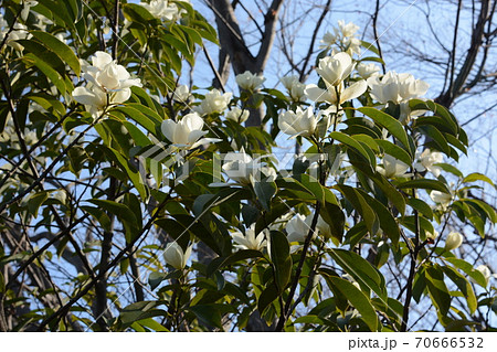 ミヤマガンショウ 深山含笑 の花の写真素材